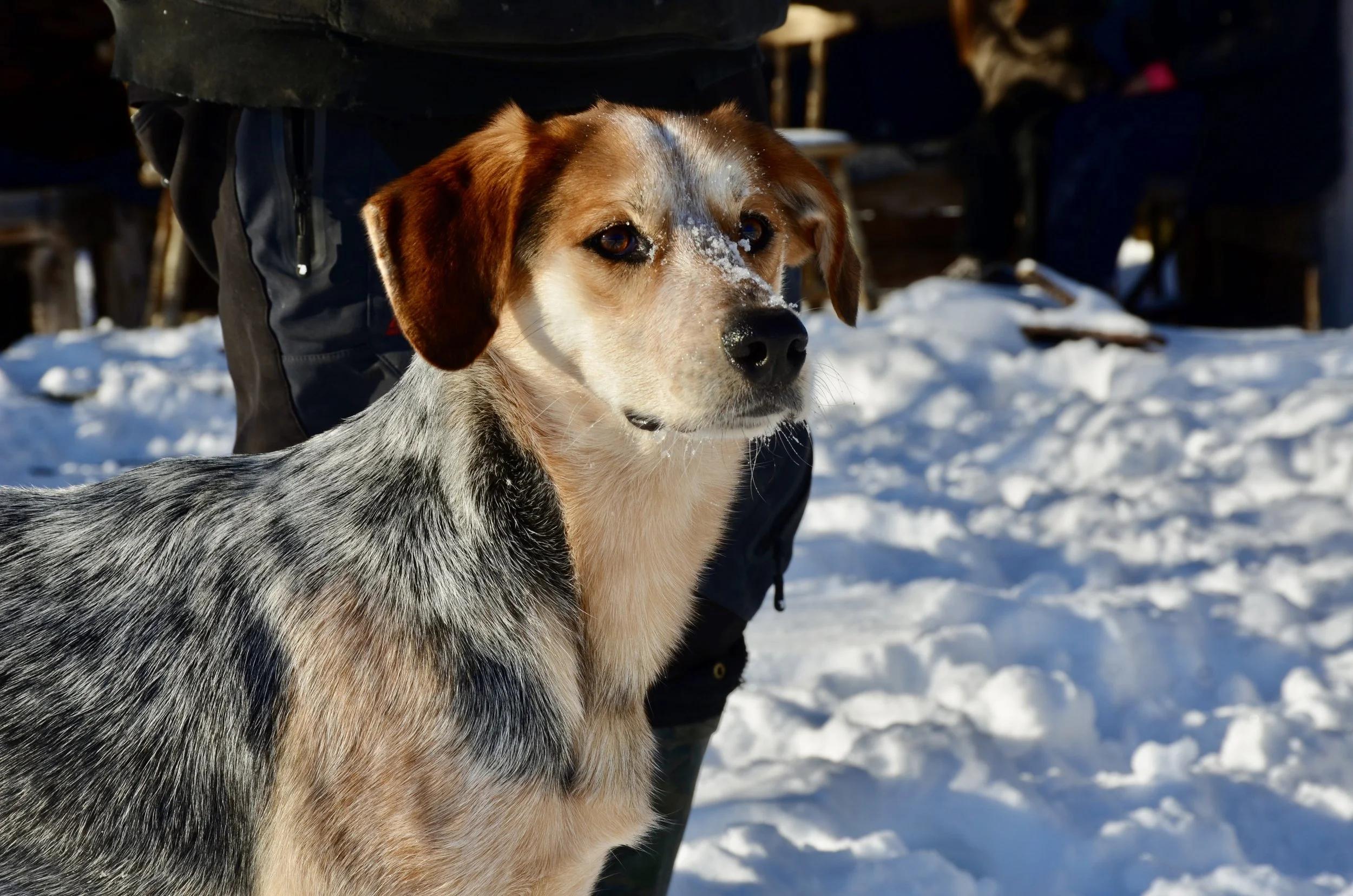 Enlarge Frankie, a ADOPTABLE mixed breed in Mont-Royal, QC image 4/6