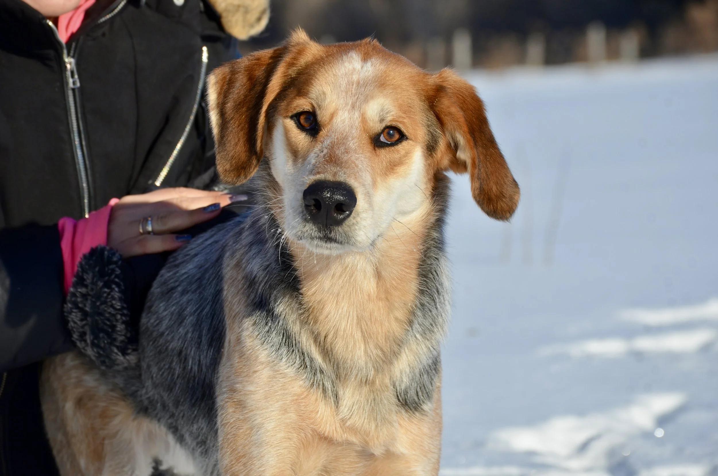 Enlarge Frankie, a ADOPTABLE mixed breed in Mont-Royal, QC image 1/6