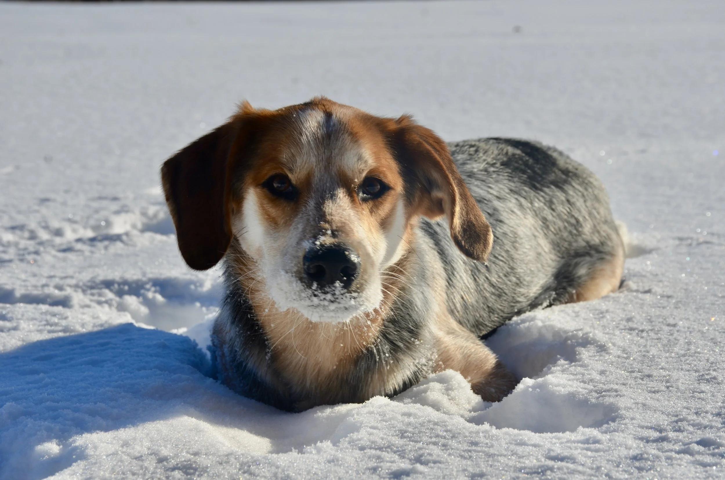 Enlarge Frankie, a ADOPTABLE mixed breed in Mont-Royal, QC image 3/6