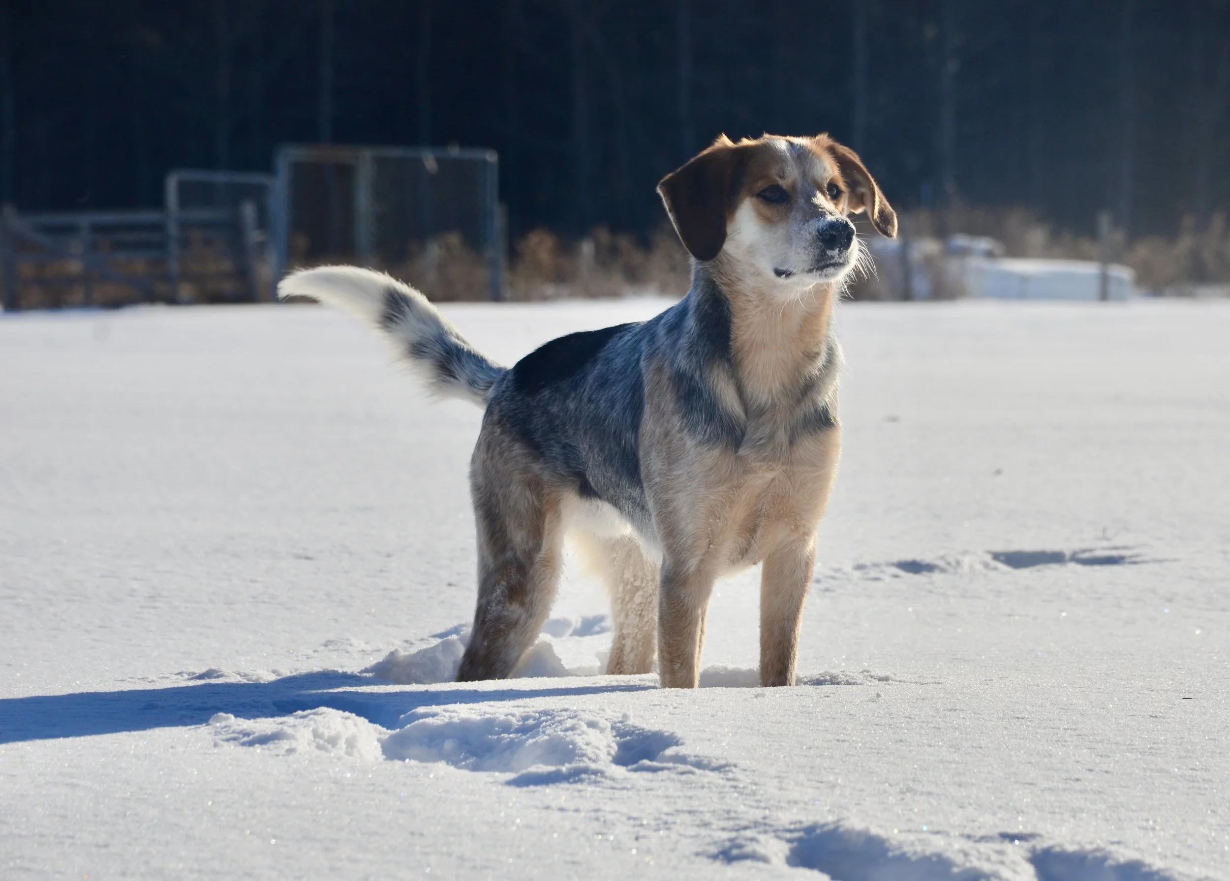Enlarge Frankie, a ADOPTABLE mixed breed in Mont-Royal, QC image 2/6