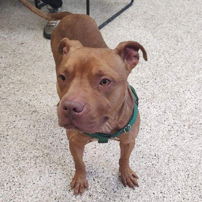 Enlarge Coffee, a Adoptable mixed breed in Cape May Court House, NJ image 5/6
