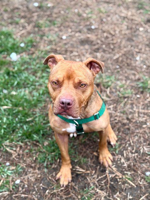 Coffee, Adoptable, Adult Male Terrier.