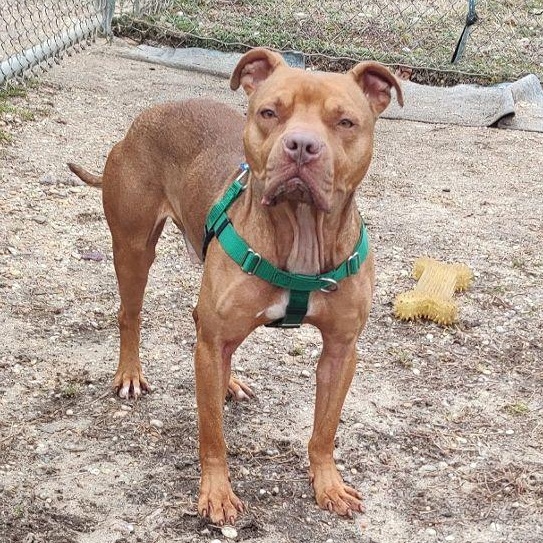 Enlarge Coffee, a Adoptable mixed breed in Cape May Court House, NJ image 6/6