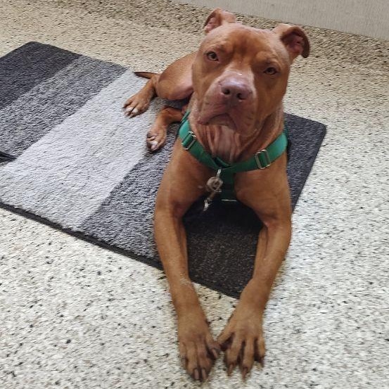 Enlarge Coffee, a Adoptable mixed breed in Cape May Court House, NJ image 4/6