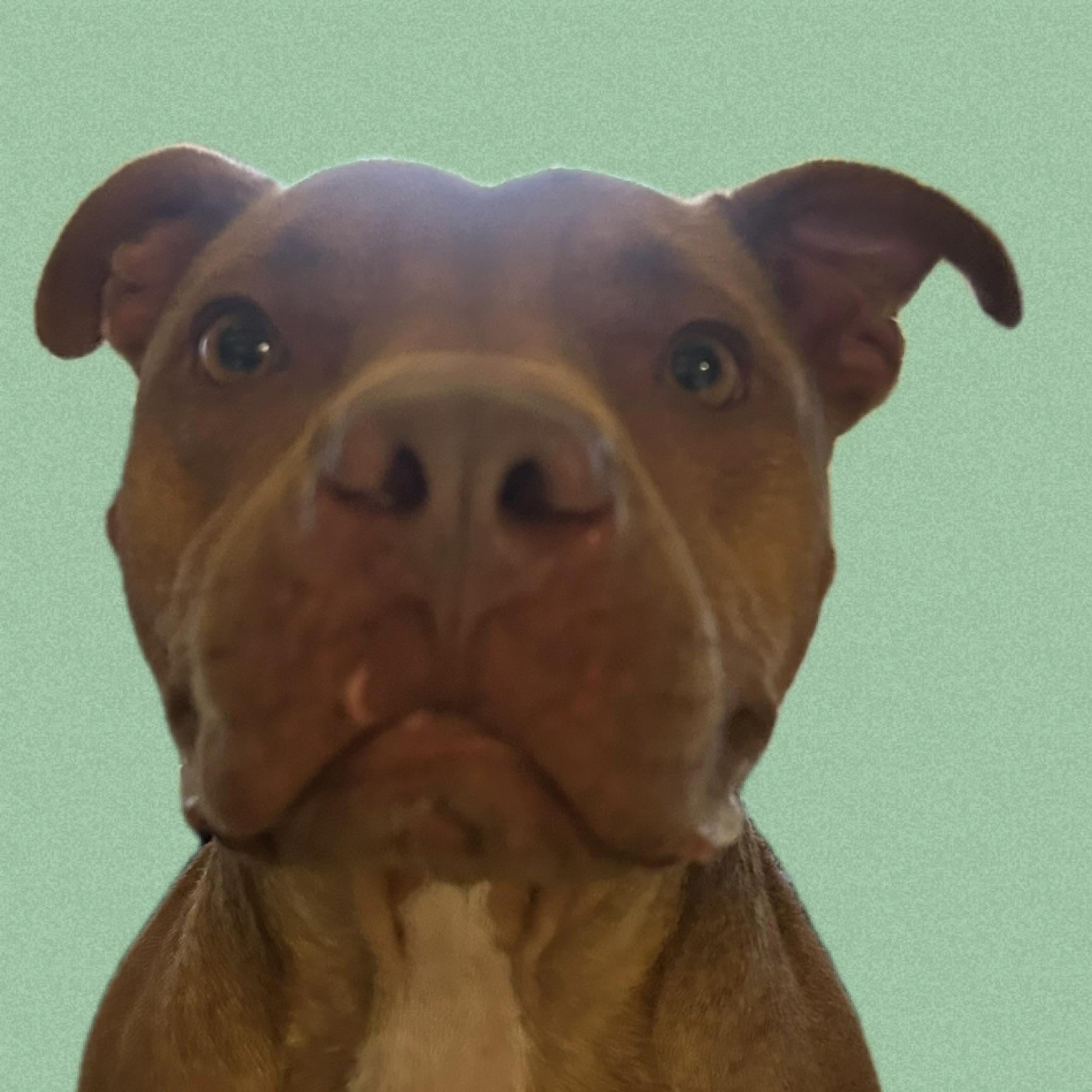 Enlarge Coffee, a Adoptable mixed breed in Cape May Court House, NJ image 2/6