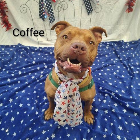 Enlarge Coffee, a Adoptable mixed breed in Cape May Court House, NJ image 3/6