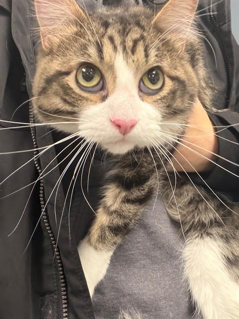 Enlarge Oreo, a ADOPTABLE Domestic Medium Hair in Urbana, IL image 1/1