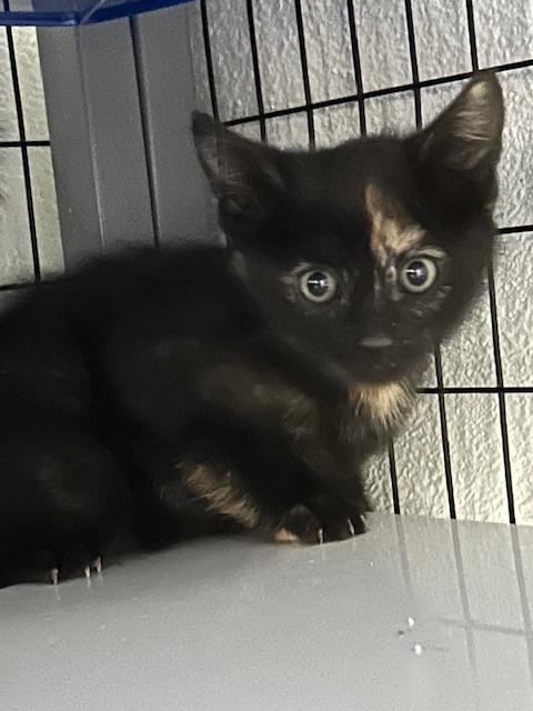 Mocha, Adoptable, Young Female Tortoiseshell.