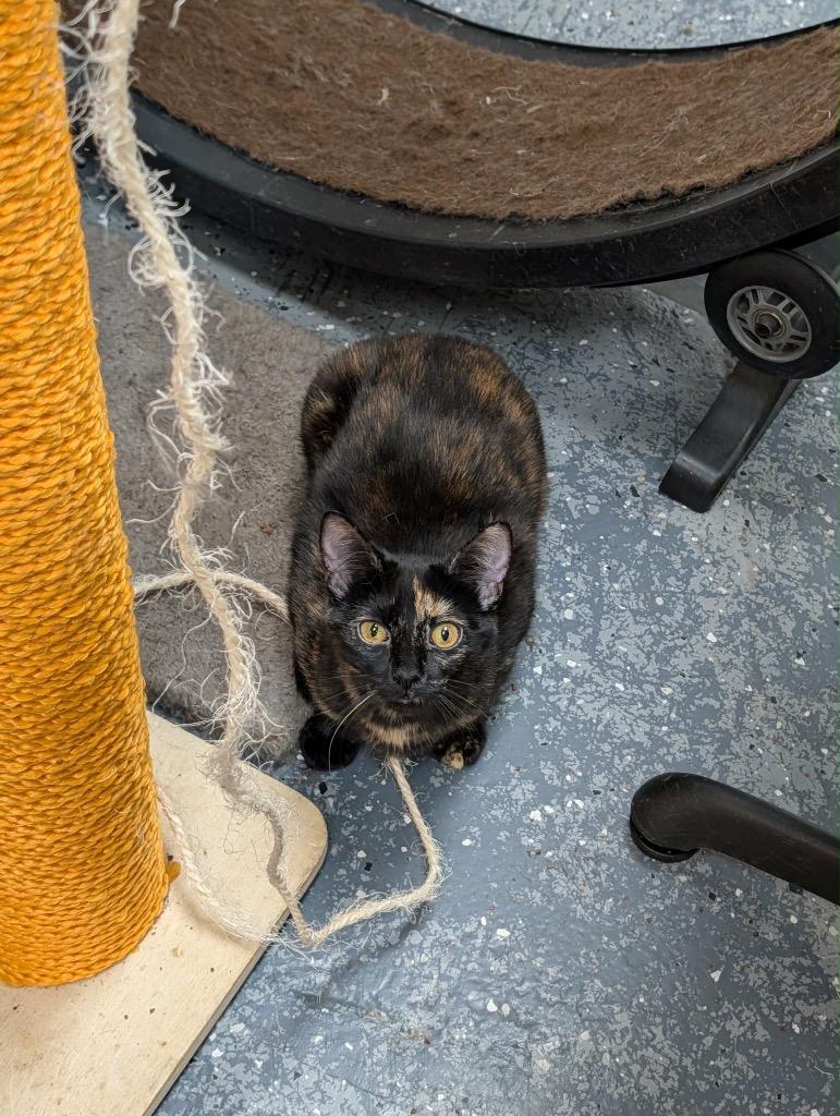 Enlarge Mocha, a Adoptable Tortoiseshell in Grand Junction, CO image 2/2