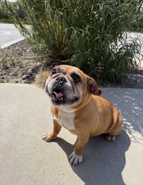 Enlarge Periwinkle, a Adoptable mixed breed in Hollister, CA image 1/1