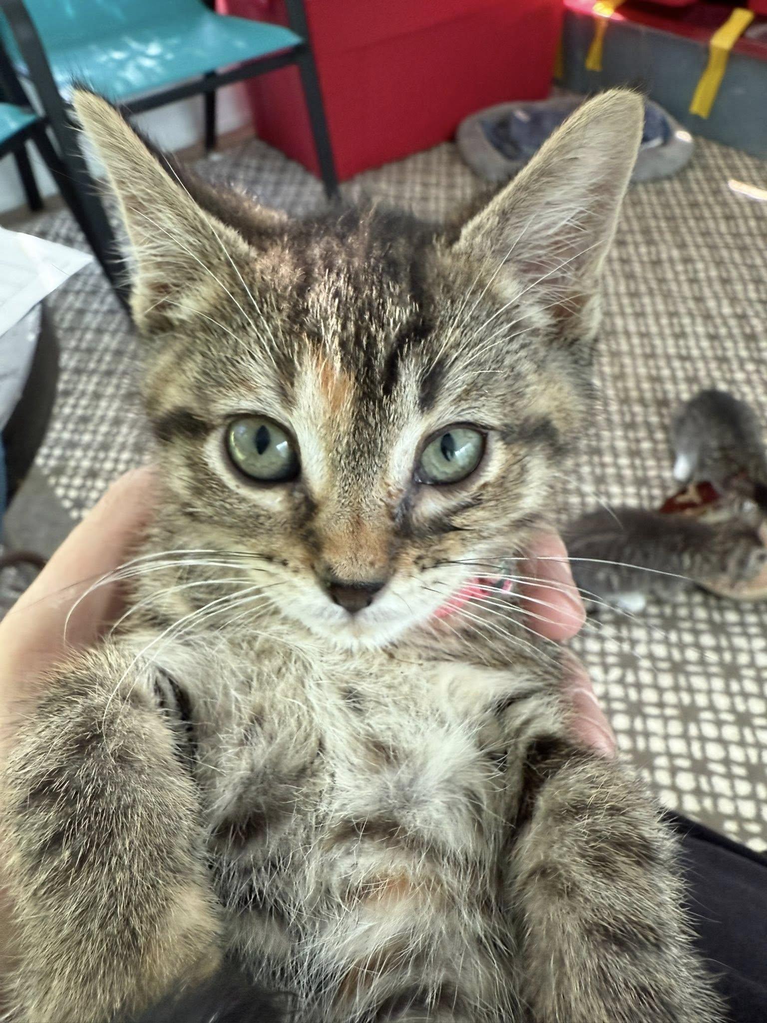 Delilah