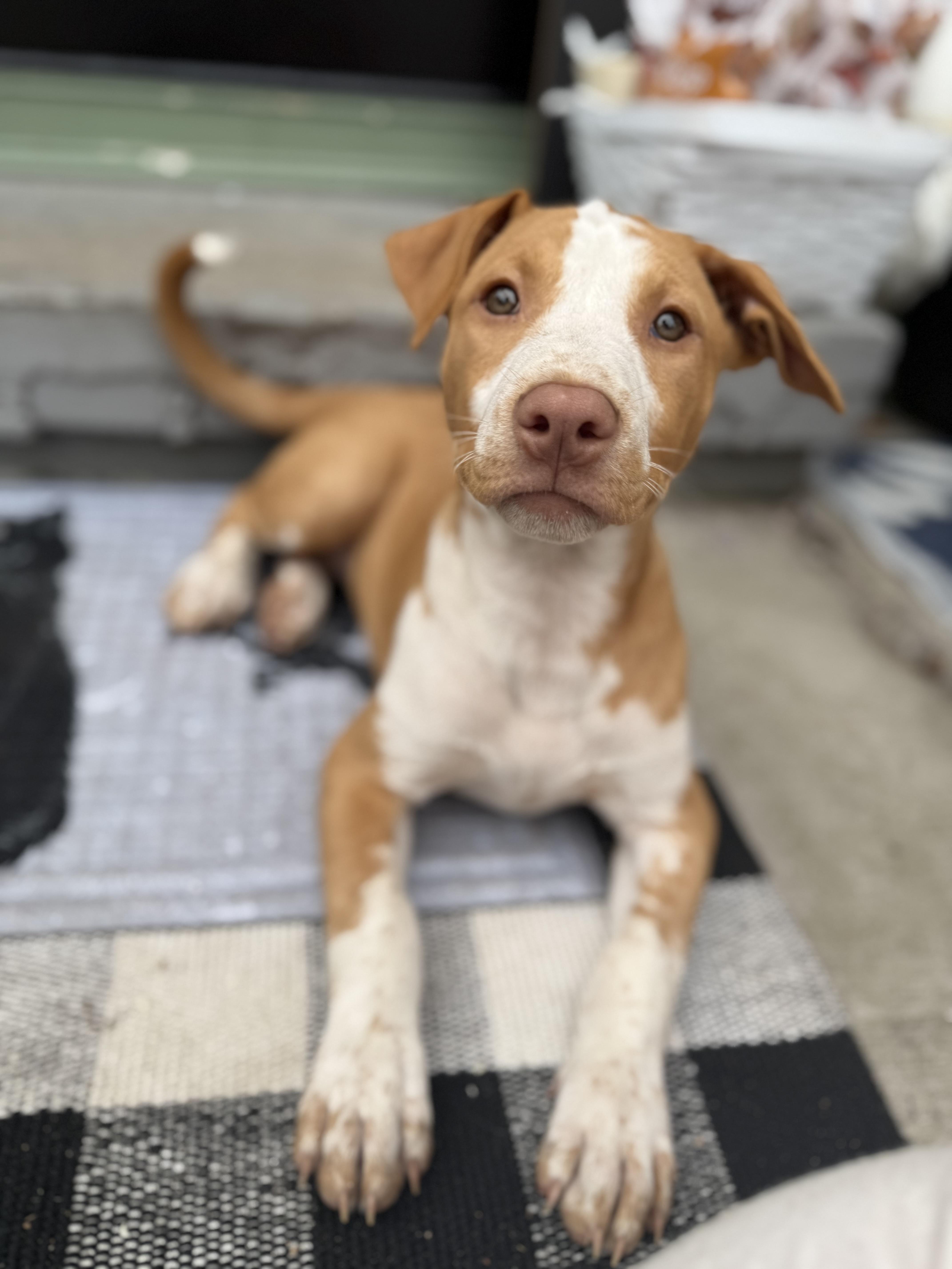 Indy, Adopted, Puppy Male Dogo Argentino & Retriever.