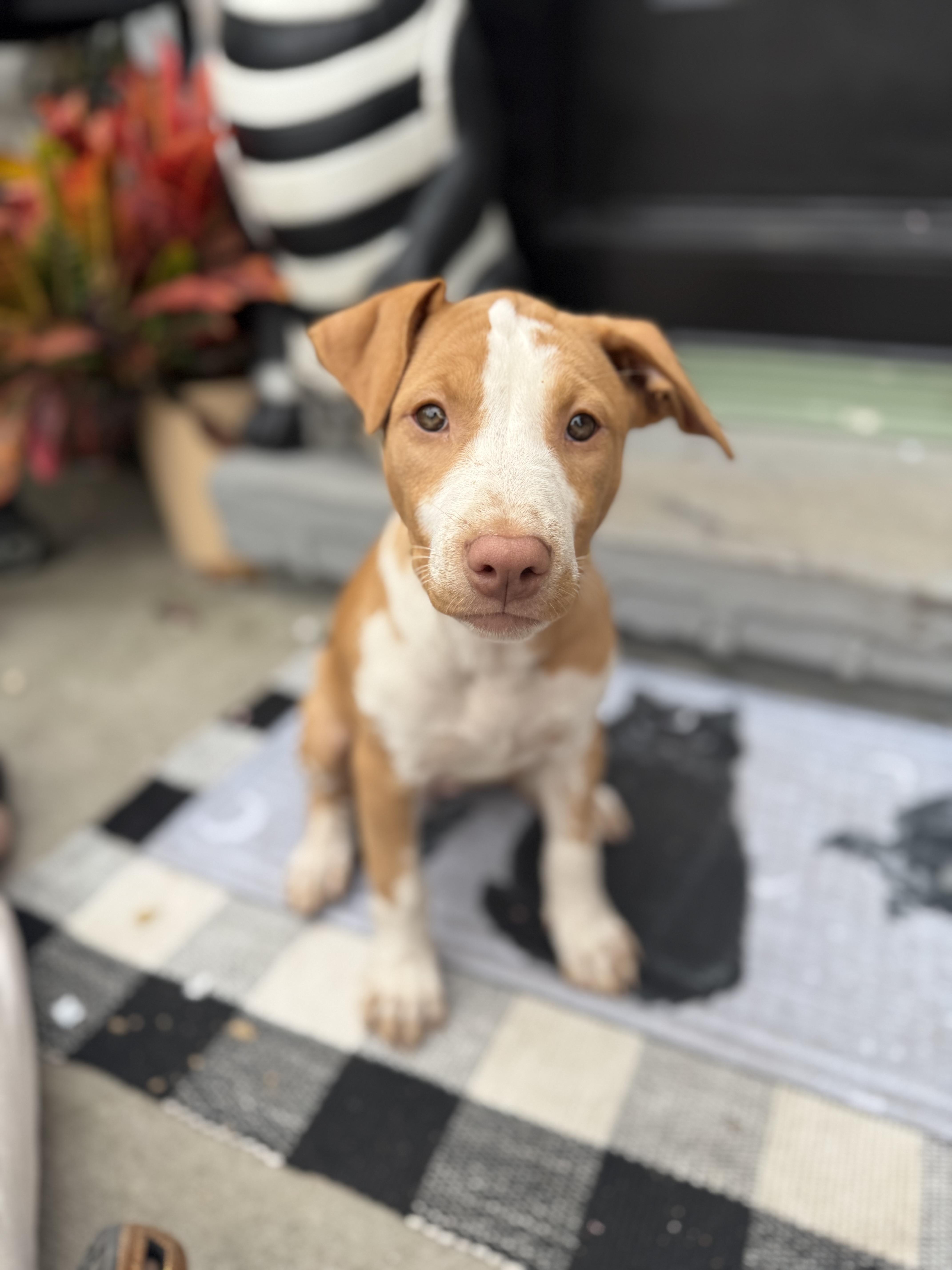 Enlarge Indy, a Adopted mixed breed in Halethorpe, MD image 2/5