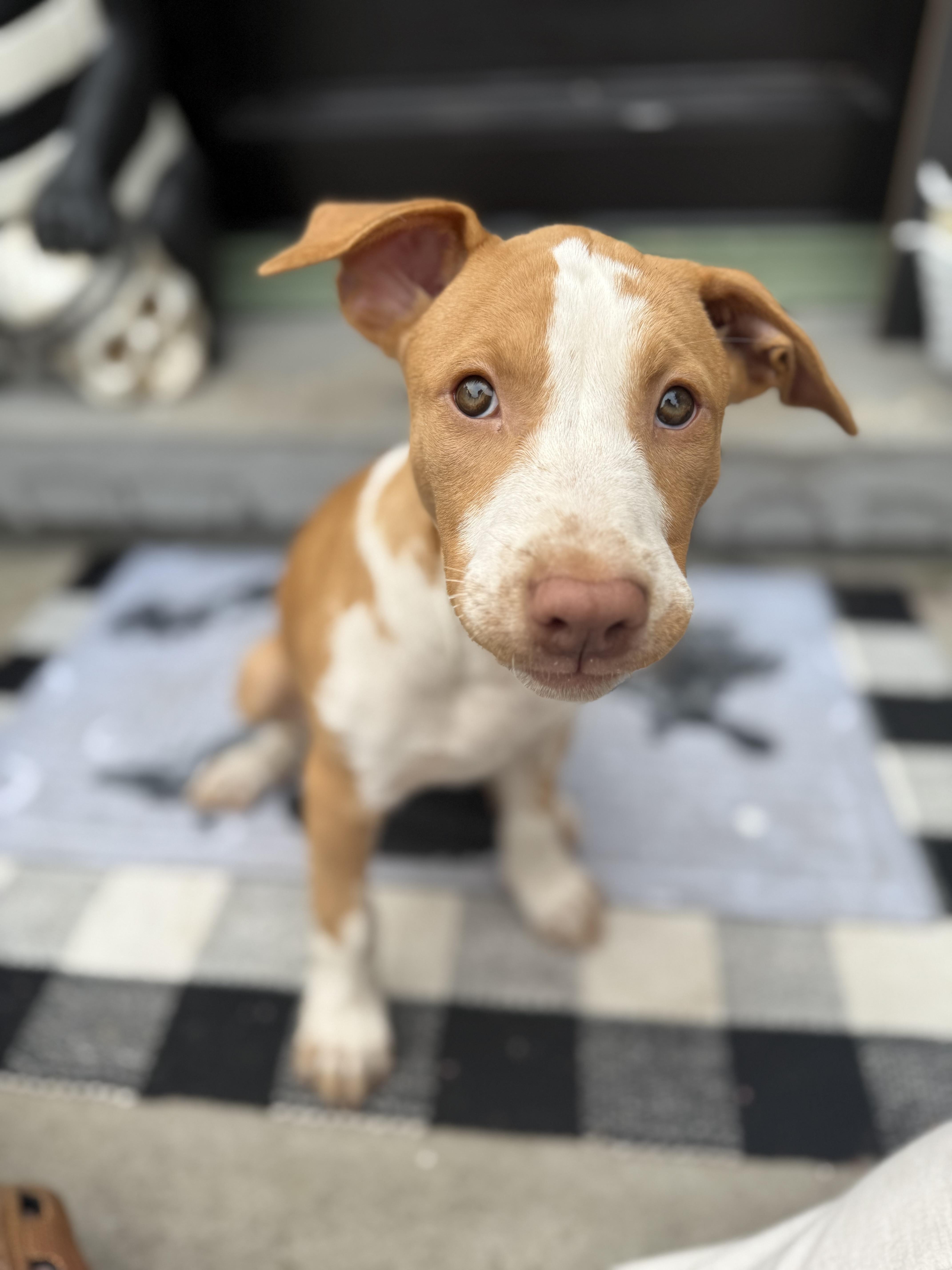 Enlarge Indy, a Adopted mixed breed in Halethorpe, MD image 3/5