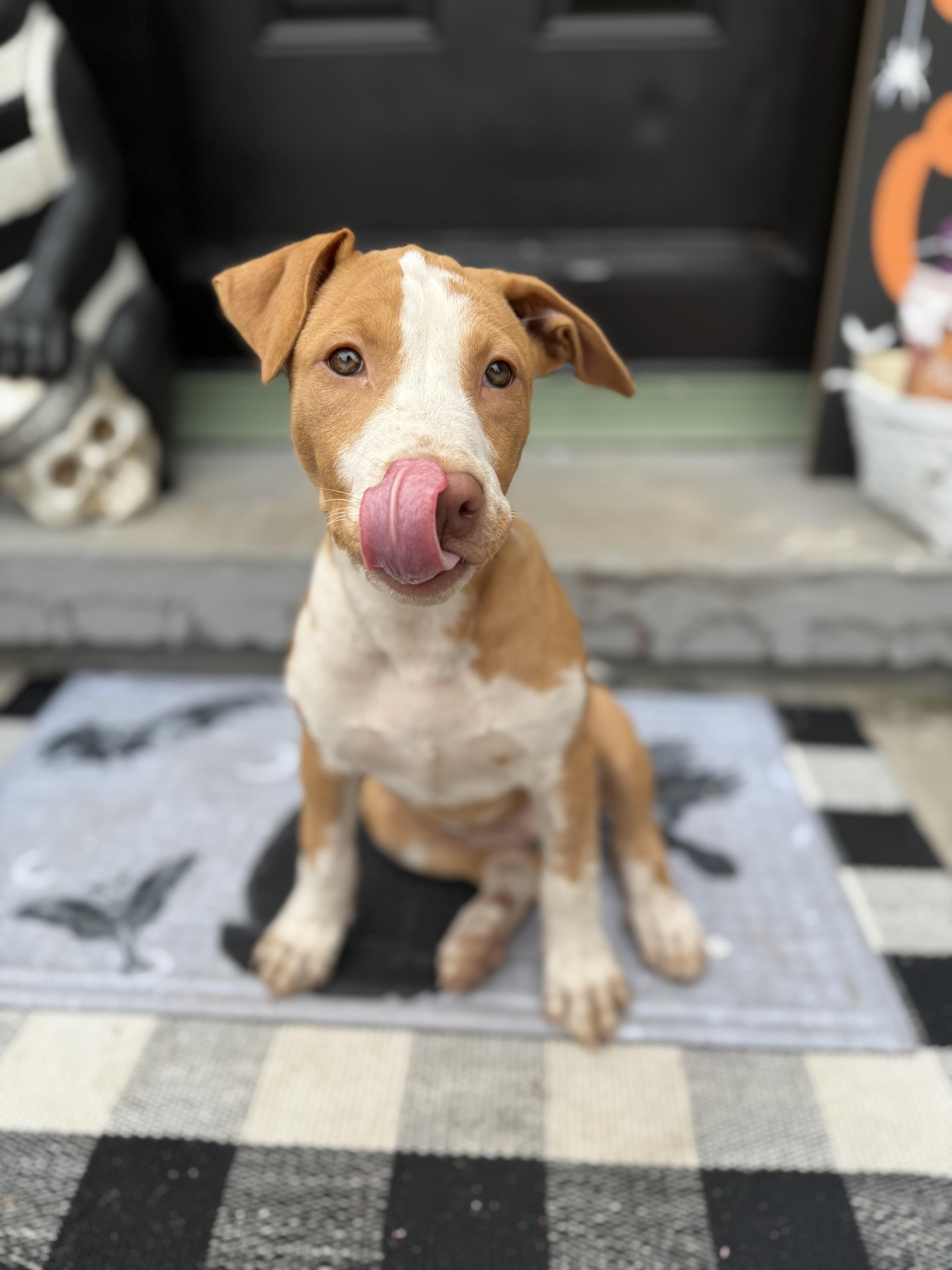 Enlarge Indy, a Adopted mixed breed in Halethorpe, MD image 4/5