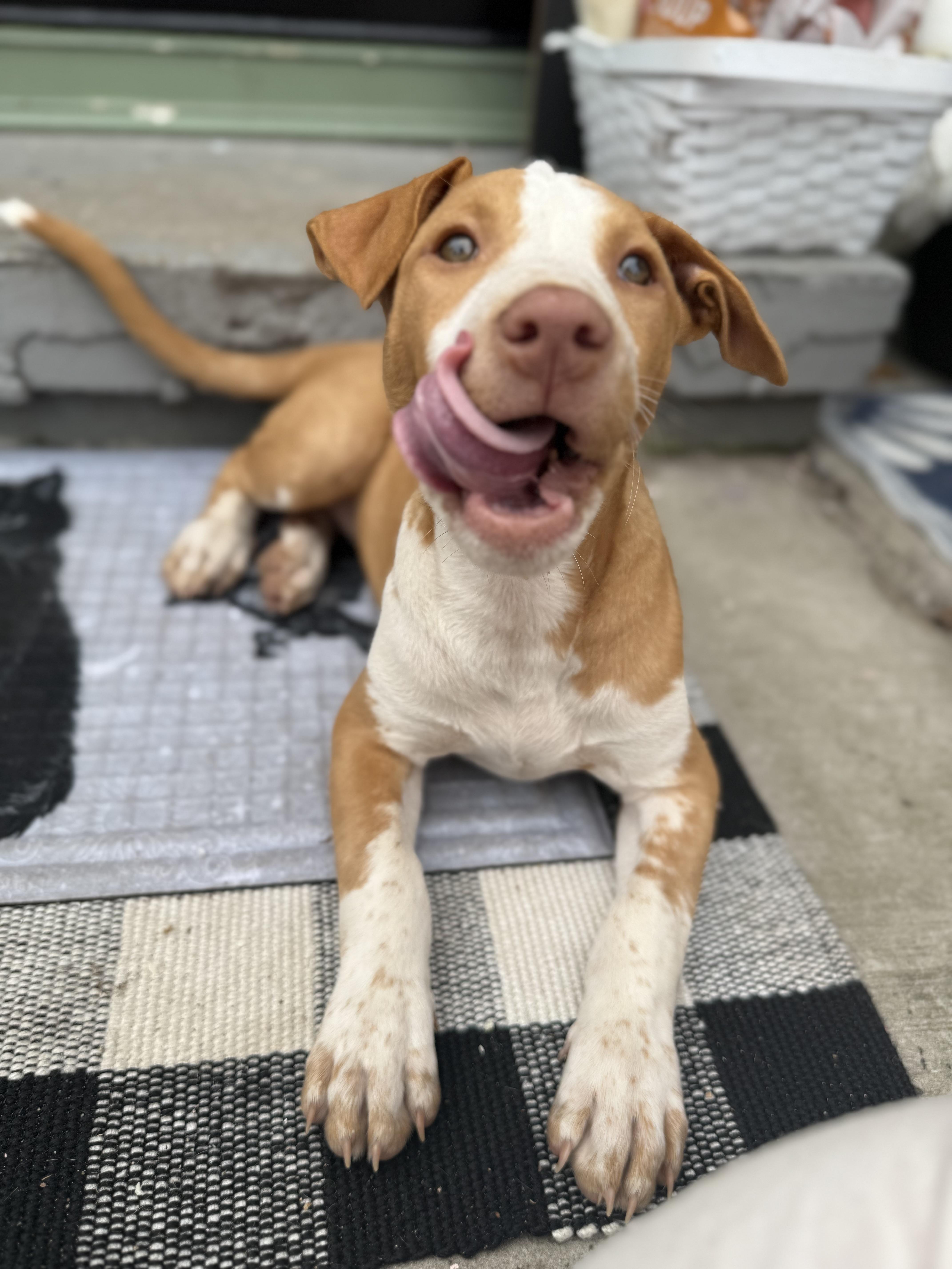 Enlarge Indy, a Adopted mixed breed in Halethorpe, MD image 5/5