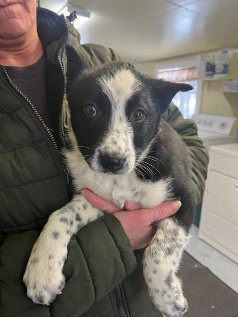 MARGIE, a Adoptable mixed breed in Newaygo, MI image 1/2