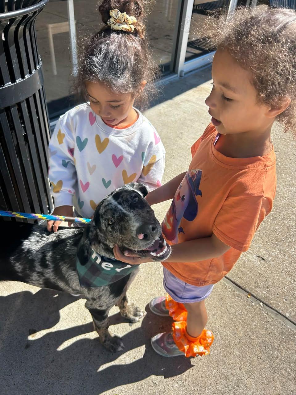 James, Adoptable, Young Male Catahoula Leopard Dog.
