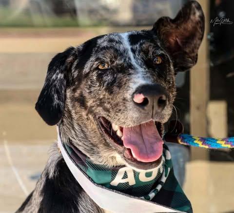 Enlarge James, a Adoptable Catahoula Leopard Dog in Rowlett, TX image 2/3