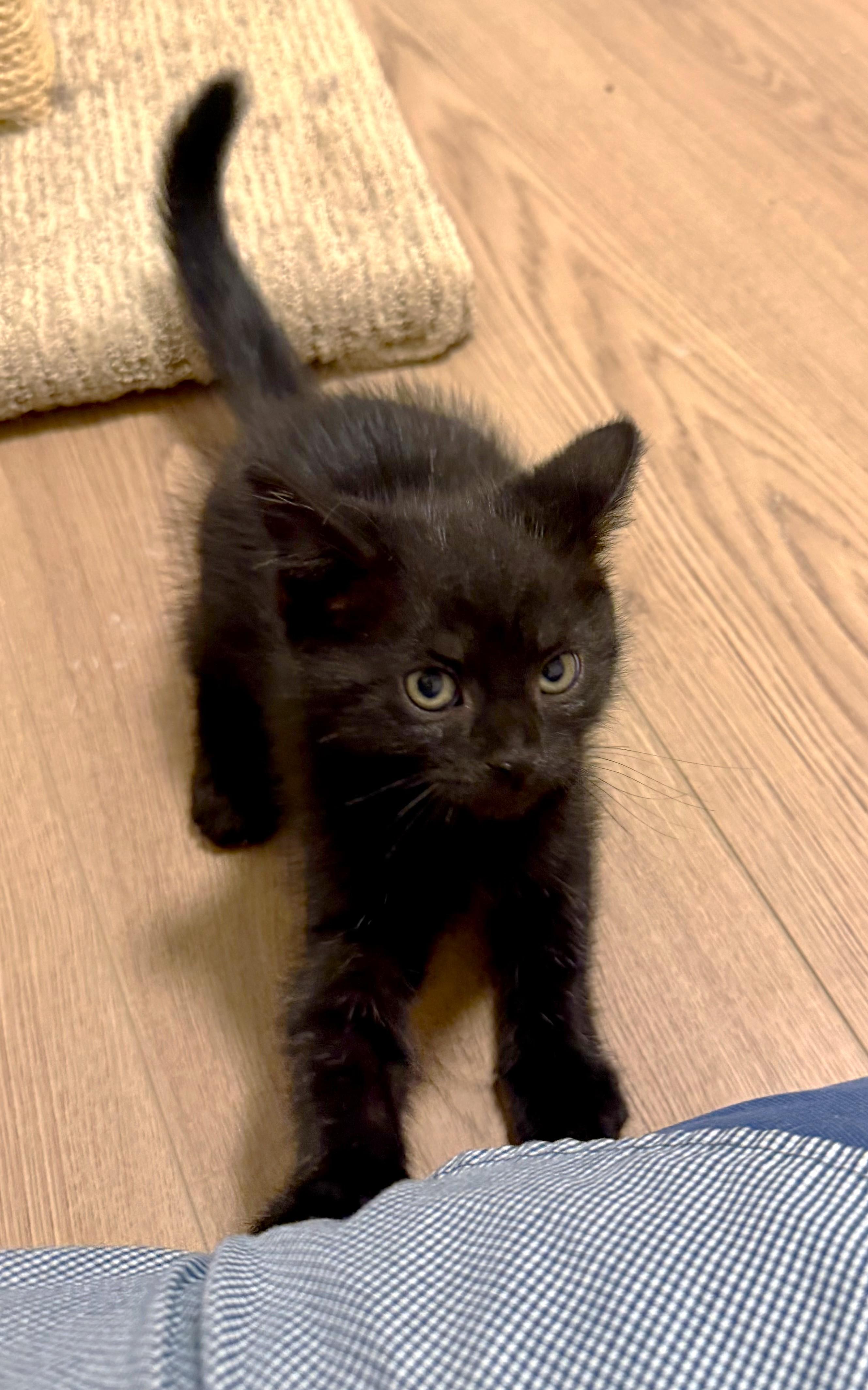 Bulbasaur, adopted, Kitten Male Siamese & Domestic Short Hair.