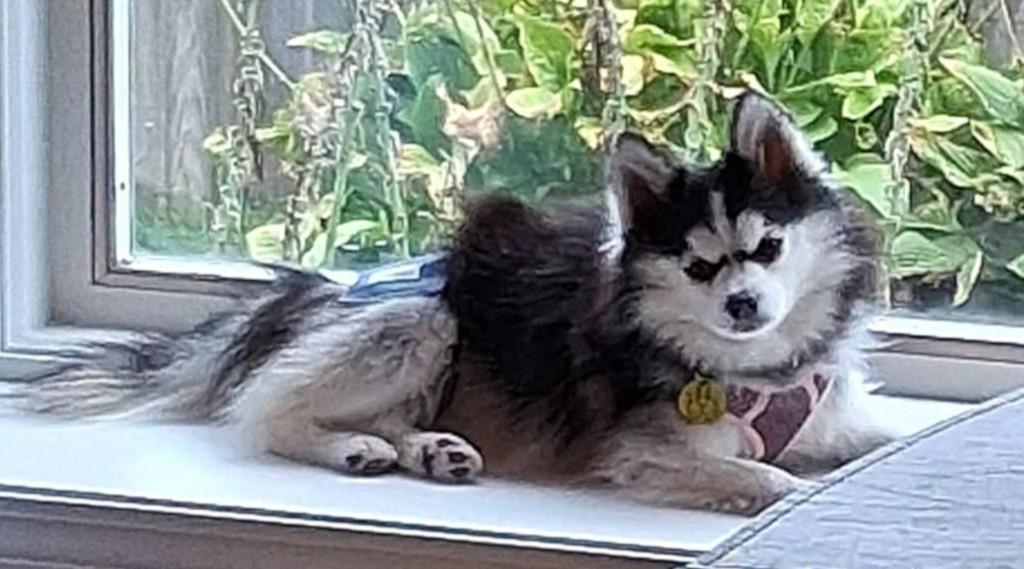 Enlarge BlueBerry, a Adopted mixed breed in North Olmsted, OH image 3/3