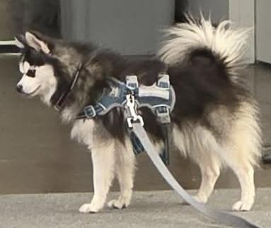 Enlarge BlueBerry, a Adopted mixed breed in North Olmsted, OH image 2/3