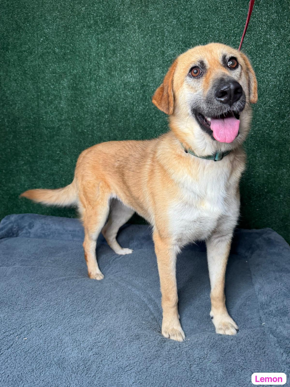 Lemon, an adopted mixed breed in West Nyack, NY image 2/5
