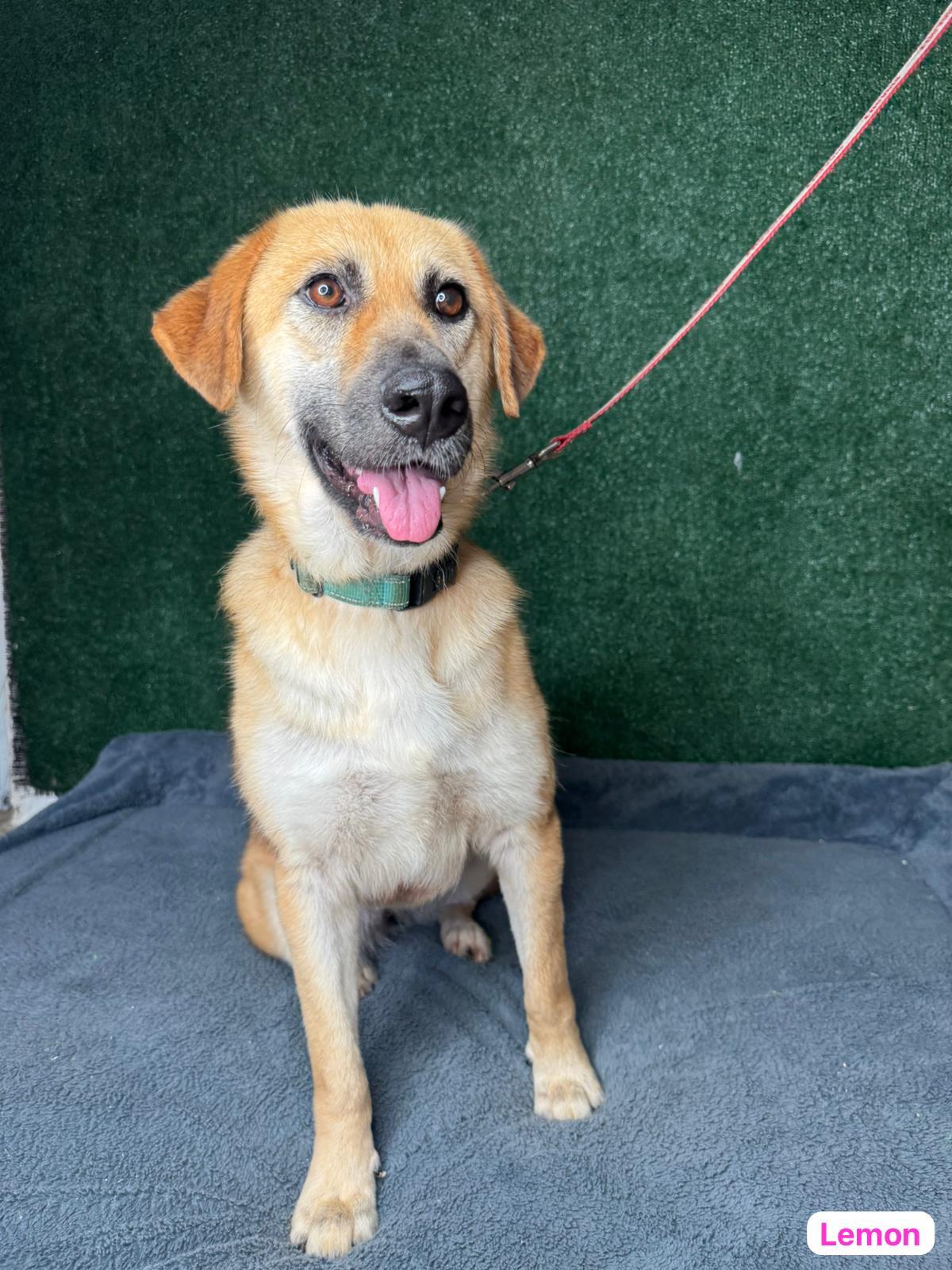 Lemon, an adopted mixed breed in West Nyack, NY image 1/5