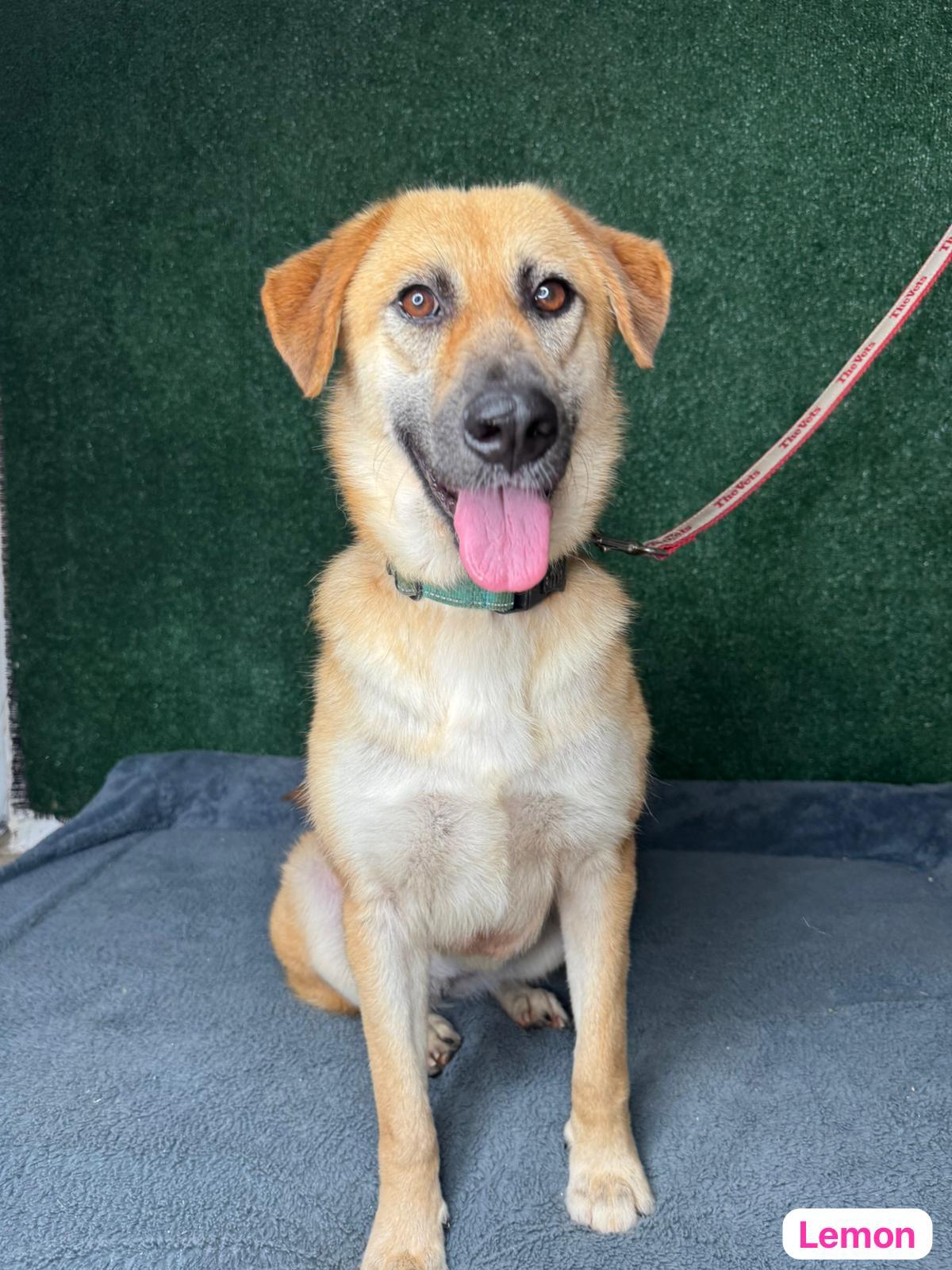 Lemon, an adopted mixed breed in West Nyack, NY image 4/5