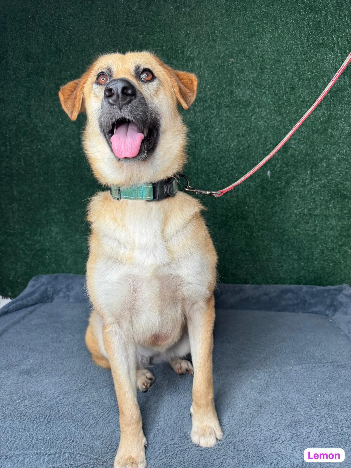 Lemon, an adopted mixed breed in West Nyack, NY image 3/5