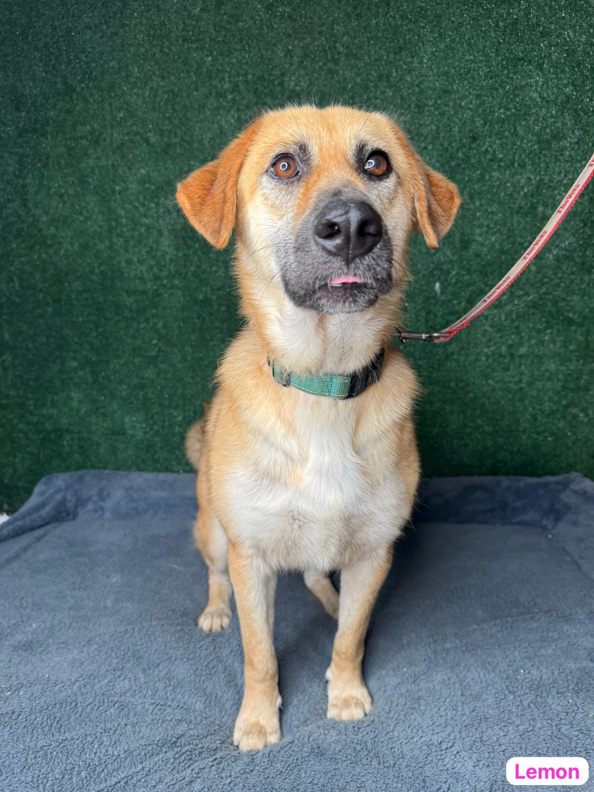 Lemon, an adopted mixed breed in West Nyack, NY image 5/5