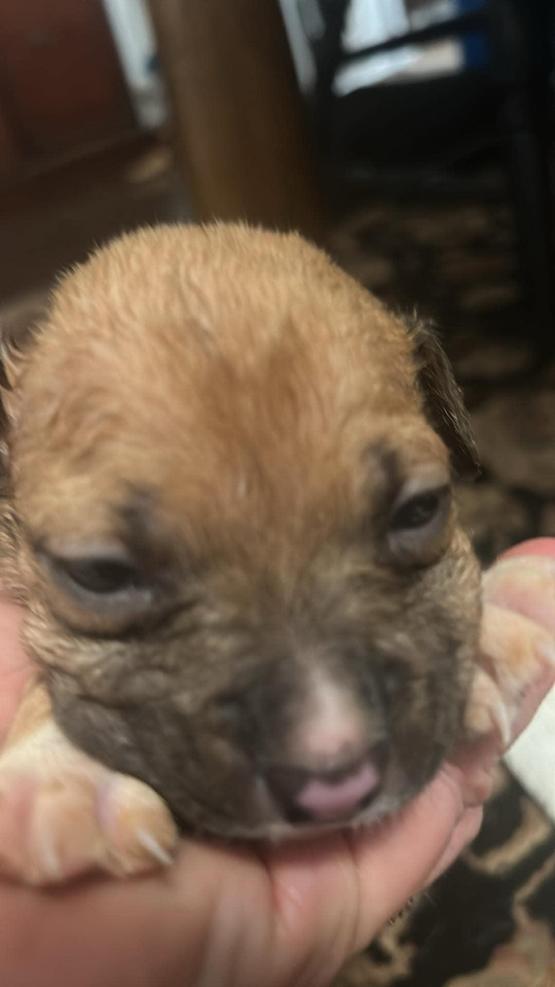 Bull Mastiff Mix Puppies