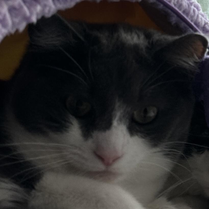 Smoki, Adoptable, Young Female Domestic Short Hair.