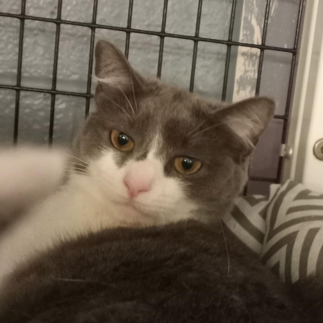Smoki, a Adoptable Domestic Short Hair in Ruckersville, VA image 2/3