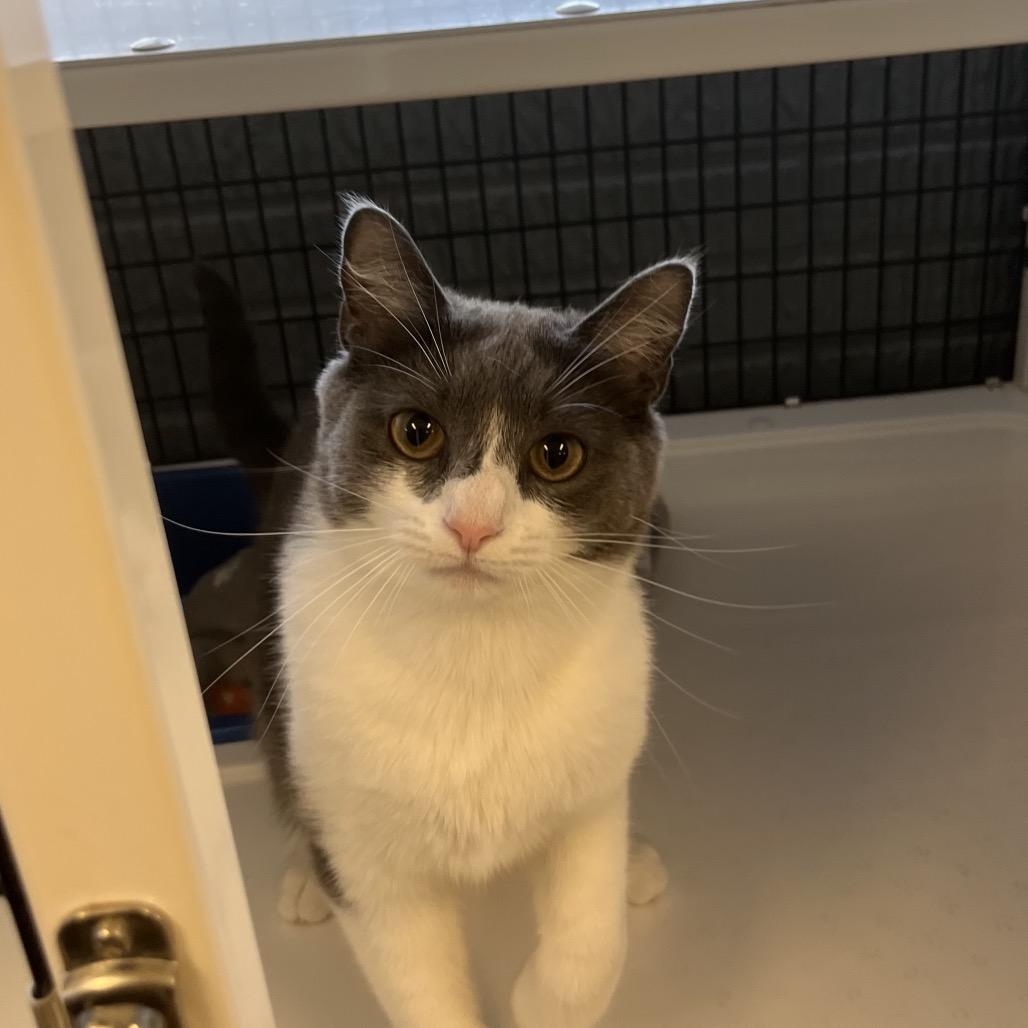 Smoki, a Adoptable Domestic Short Hair in Ruckersville, VA image 3/3