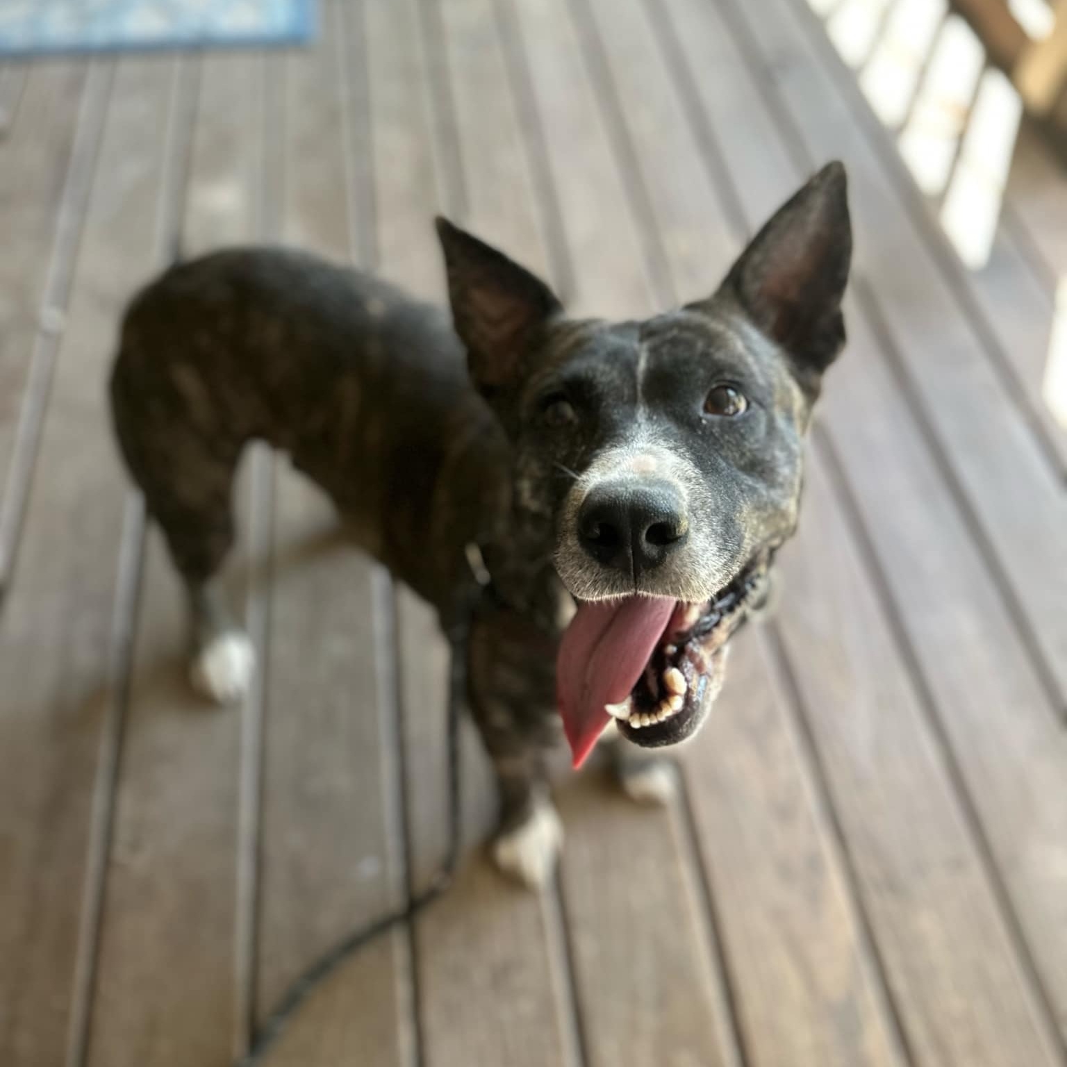 Dog for adoption Jaws, a Dutch Shepherd Mix in Geneseo , IL Petfinder