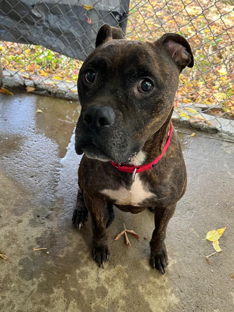 Enlarge Ceacer, a Adopted Pit Bull Terrier in Peru, NY image 1/1