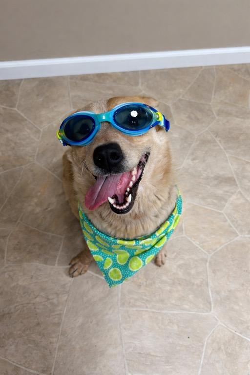 Enlarge Darla, a Adoptable mixed breed in Neillsville, WI image 4/6