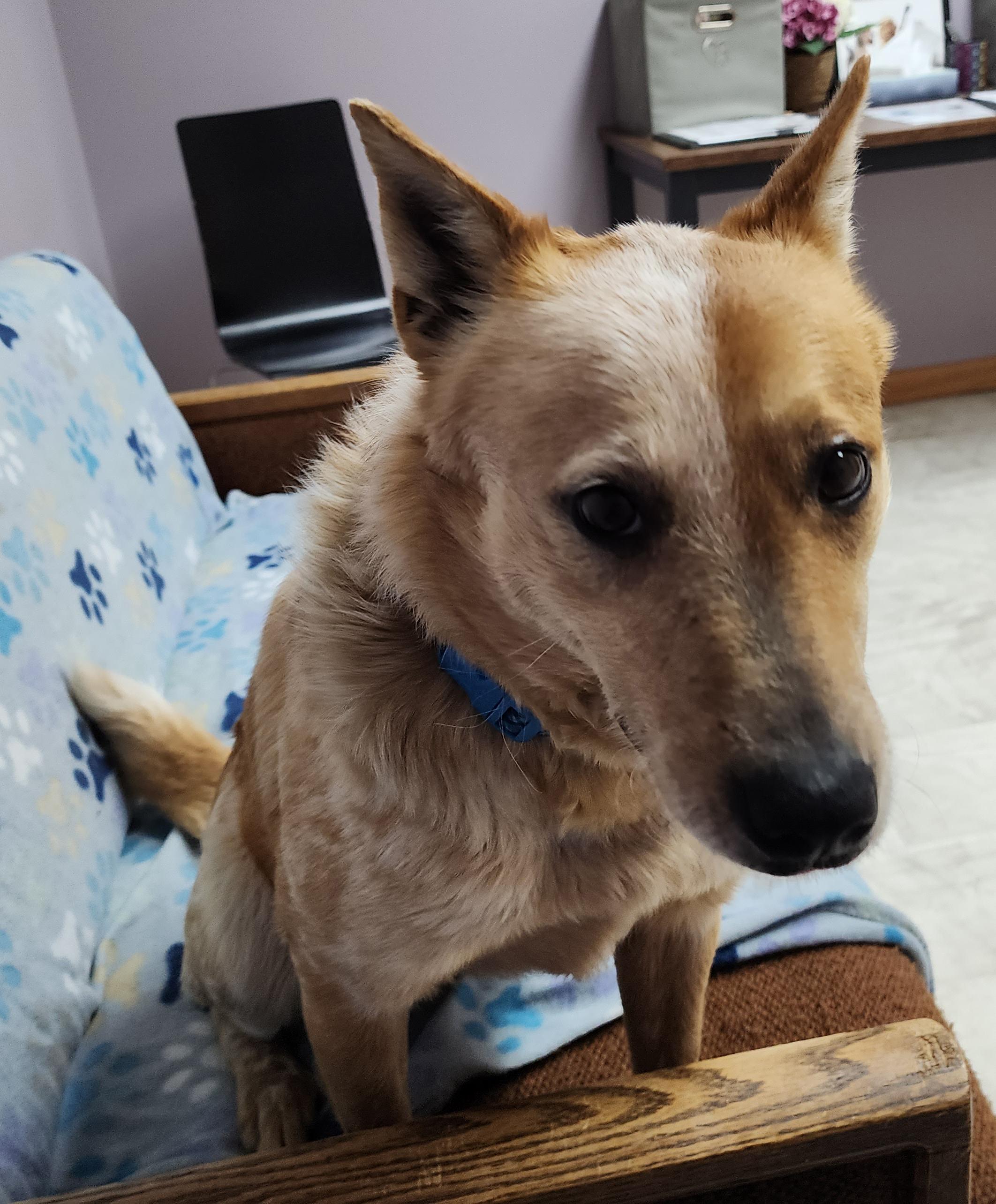 Enlarge Darla, a Adoptable mixed breed in Neillsville, WI image 4/6