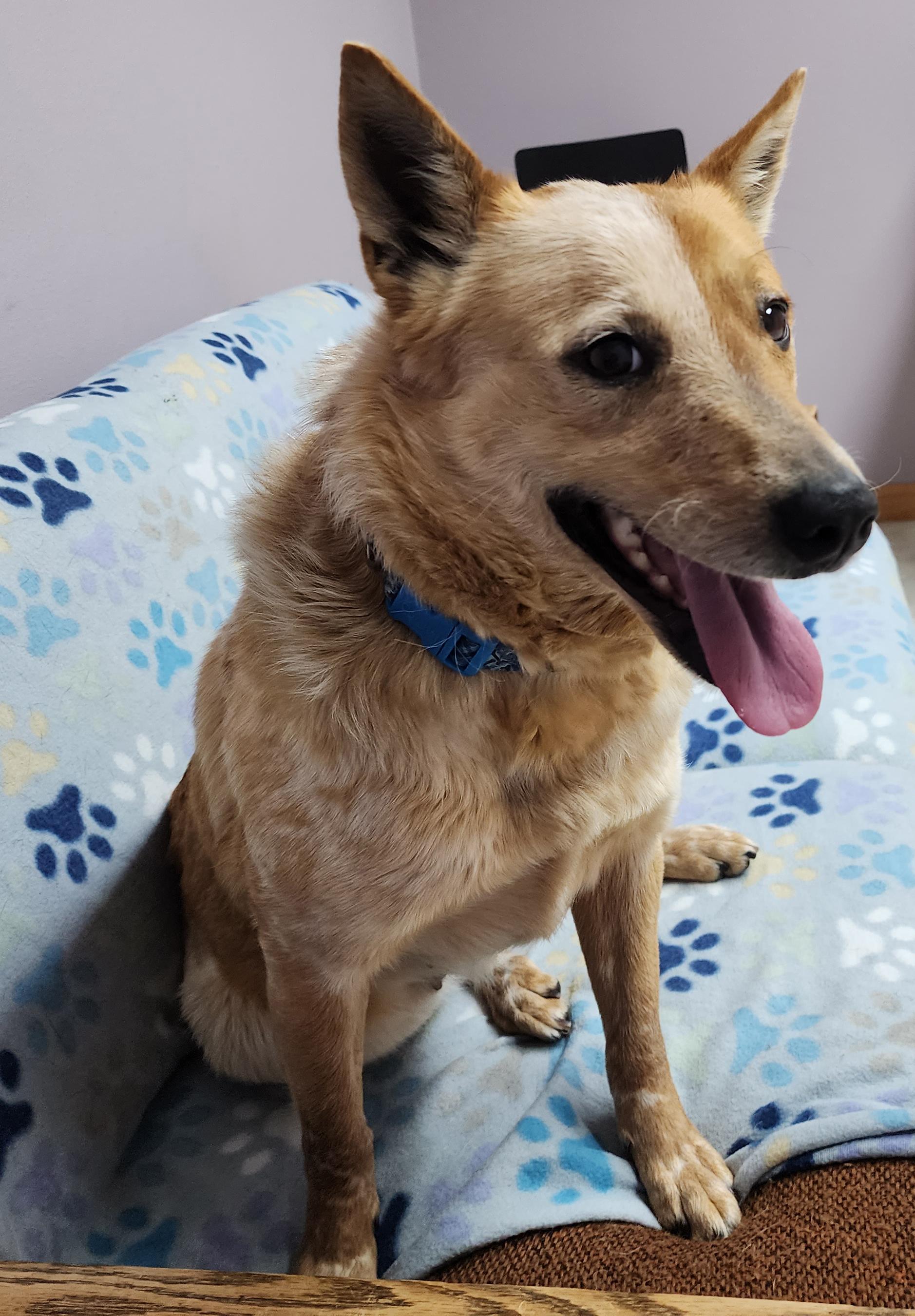 Enlarge Darla, a Adoptable mixed breed in Neillsville, WI image 1/6