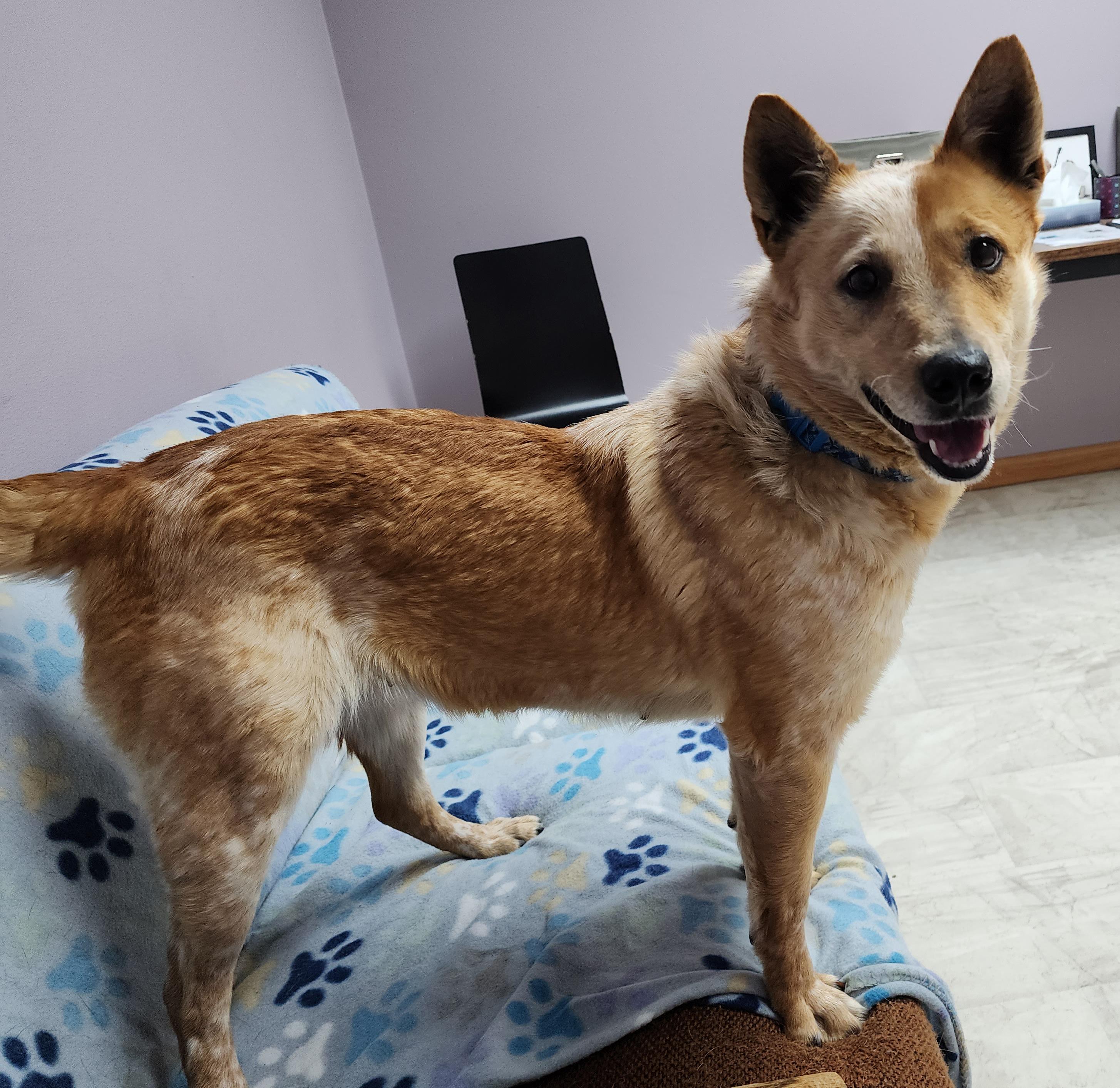 Darla (Adoption Fee Sponsored!), Adoptable, Adult Female Australian Cattle Dog / Blue Heeler.