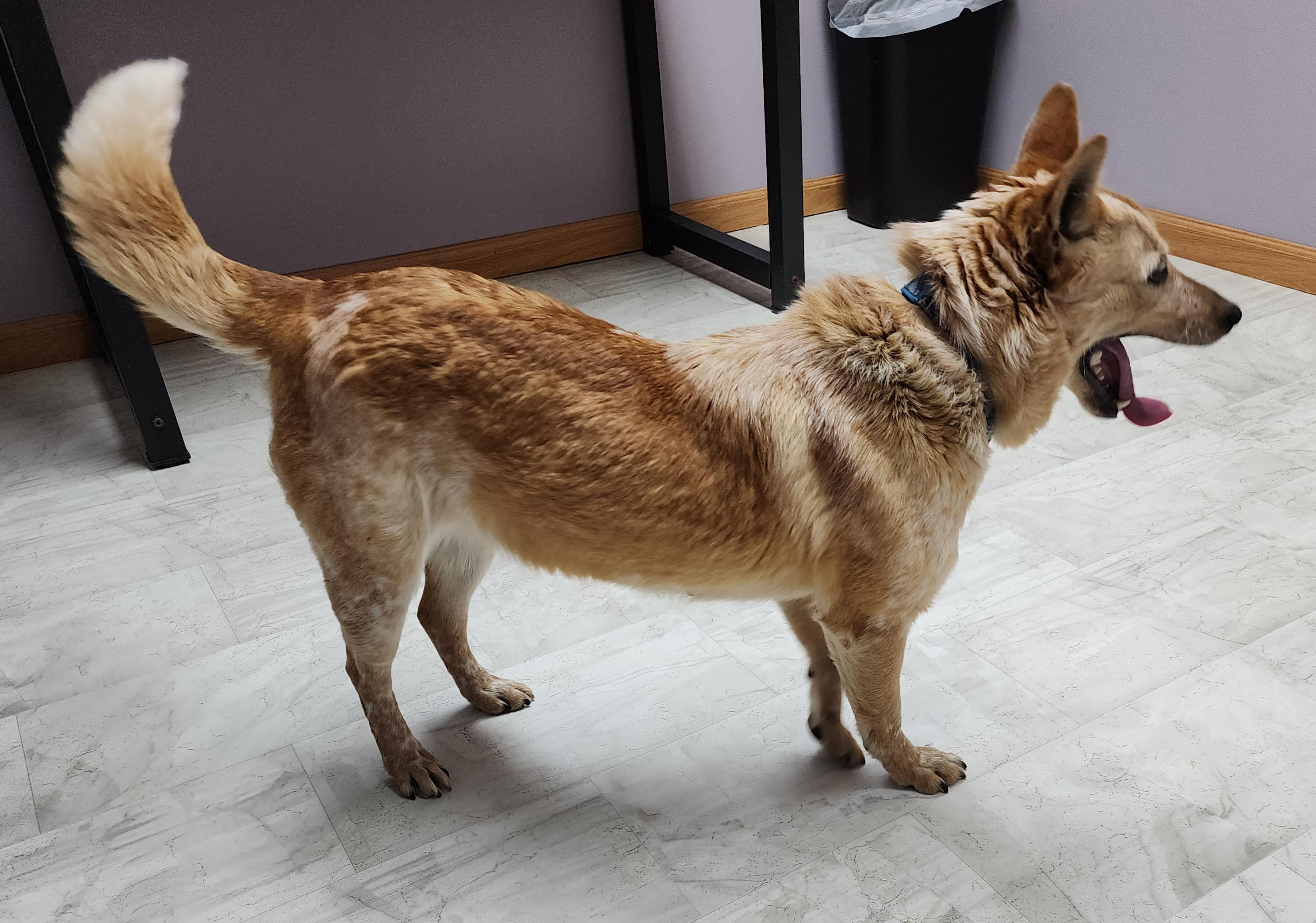 Enlarge Darla, a Adoptable mixed breed in Neillsville, WI image 5/6