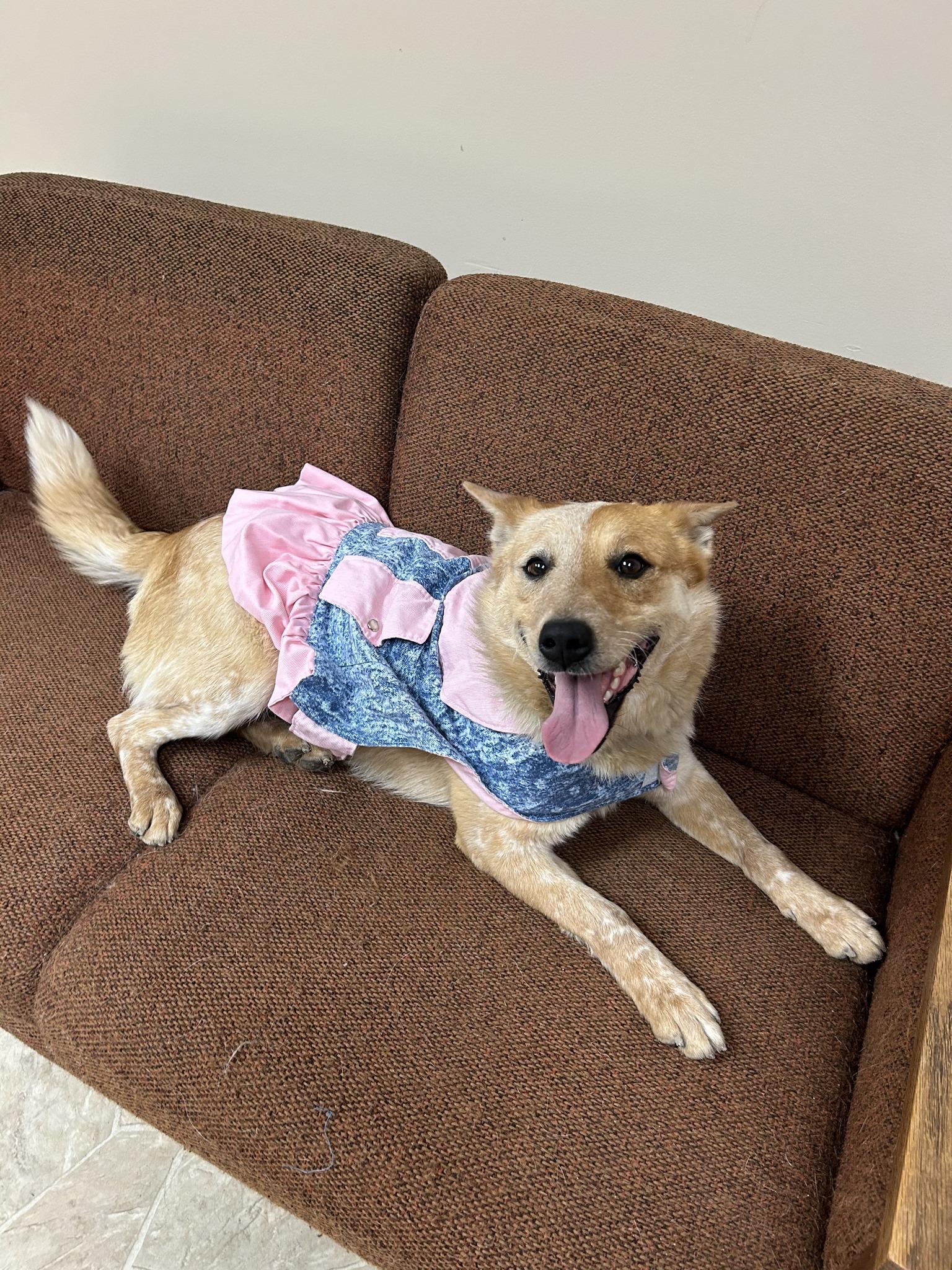 Enlarge Darla, a Adoptable mixed breed in Neillsville, WI image 2/6