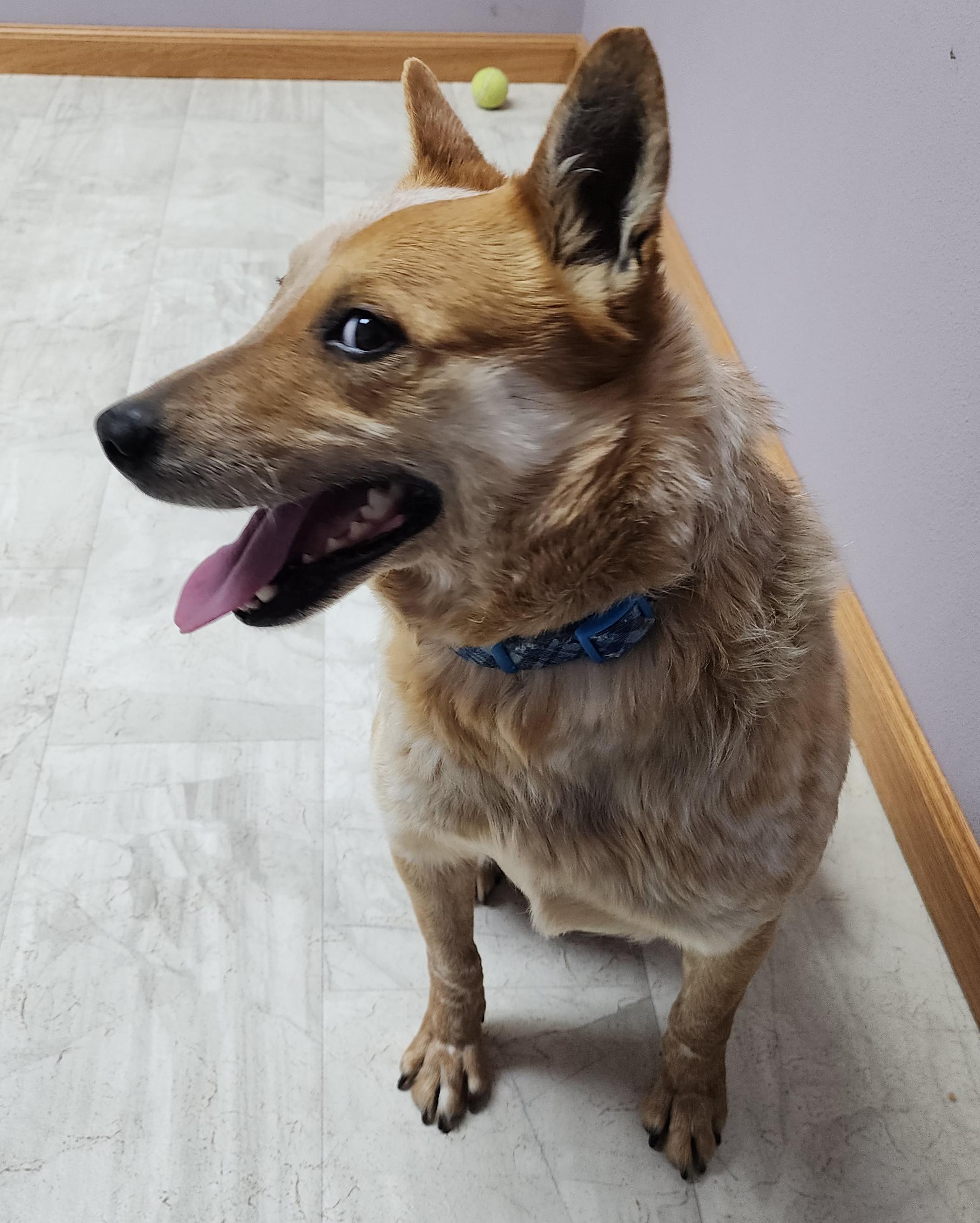 Enlarge Darla, a Adoptable mixed breed in Neillsville, WI image 3/6