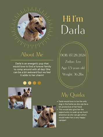 Enlarge Darla, a Adoptable mixed breed in Neillsville, WI image 1/6