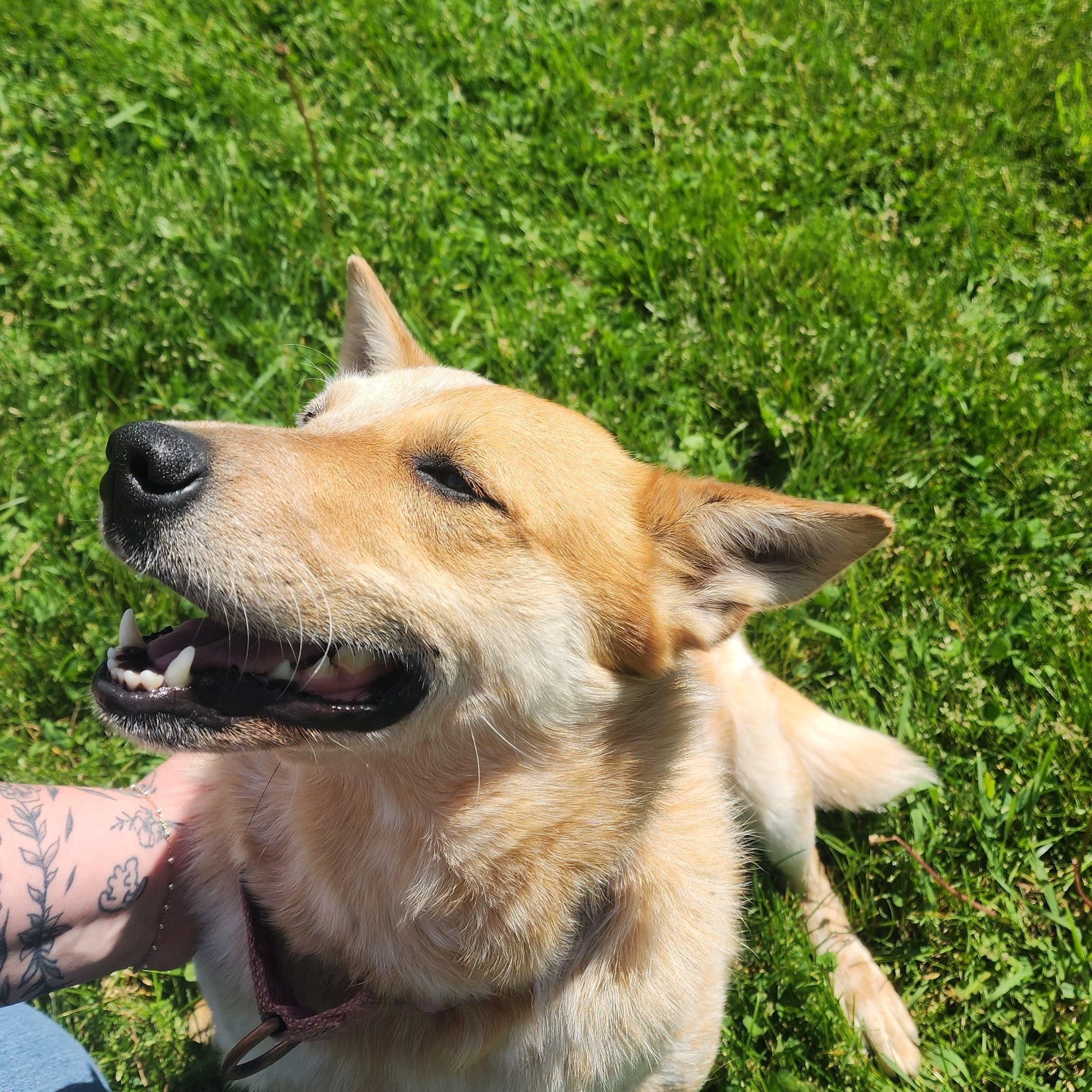 Darla (Adoption Fee Sponsored!), a Adoptable mixed breed in Neillsville, WI image 6/6