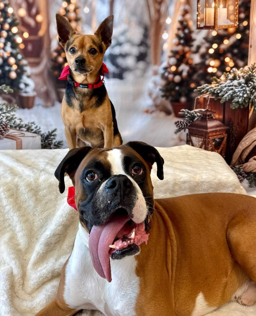Brodie-Bonded with little Nugget! Adoption Fee Sponsored!, Adoptable, Adult Male Boxer.