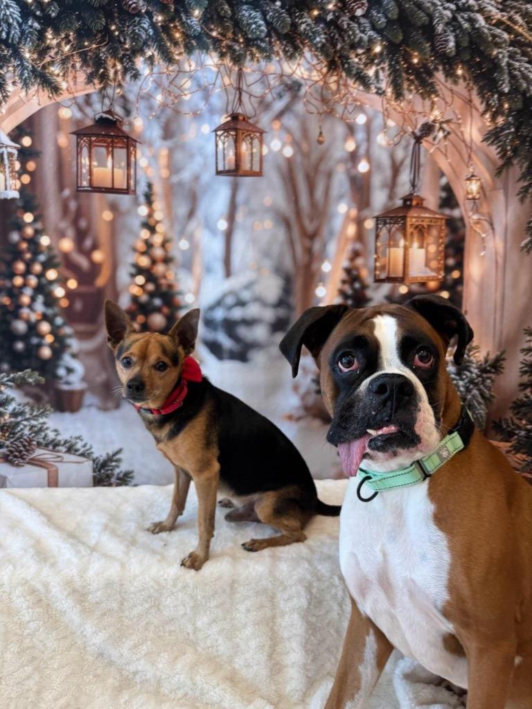 Enlarge Brodie-Bonded with little Nugget! Adoption Fee Sponsored!, a Adoptable Boxer in Fort Myers, FL image 2/5