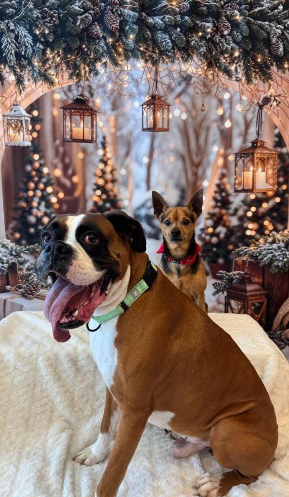 Enlarge Brodie-Bonded with little Nugget! Adoption Fee Sponsored!, a Adoptable Boxer in Fort Myers, FL image 3/5