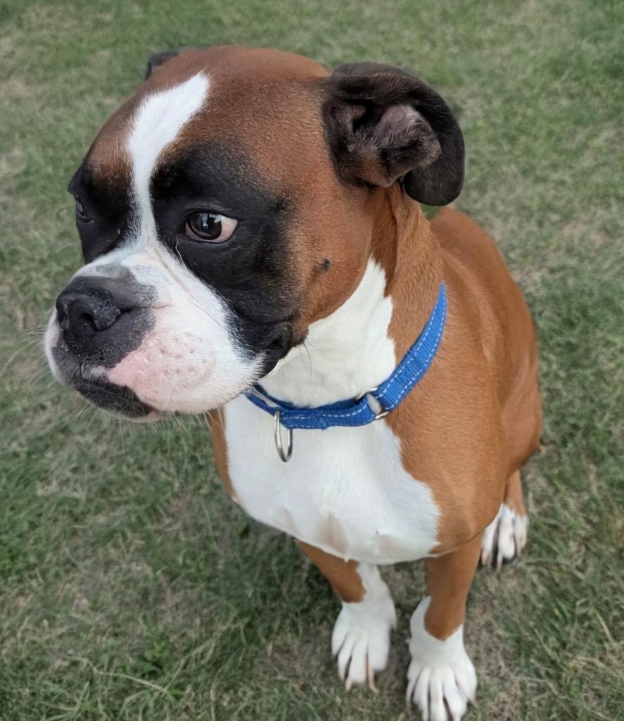 Enlarge Brodie-Bonded with little Nugget! Adoption Fee Sponsored!, a Adoptable Boxer in Fort Myers, FL image 4/5